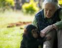 La démission de Hulot, "tragédie" pour Jane Goodall et Edgar Morin