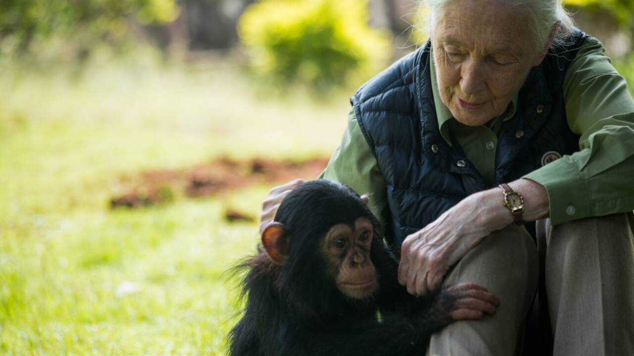 Environnement: Jane Goodall et Edgar Morin appellent au "sursaut"