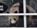 Deux pandas "ambassadeurs" de Chine arrivent à Berlin