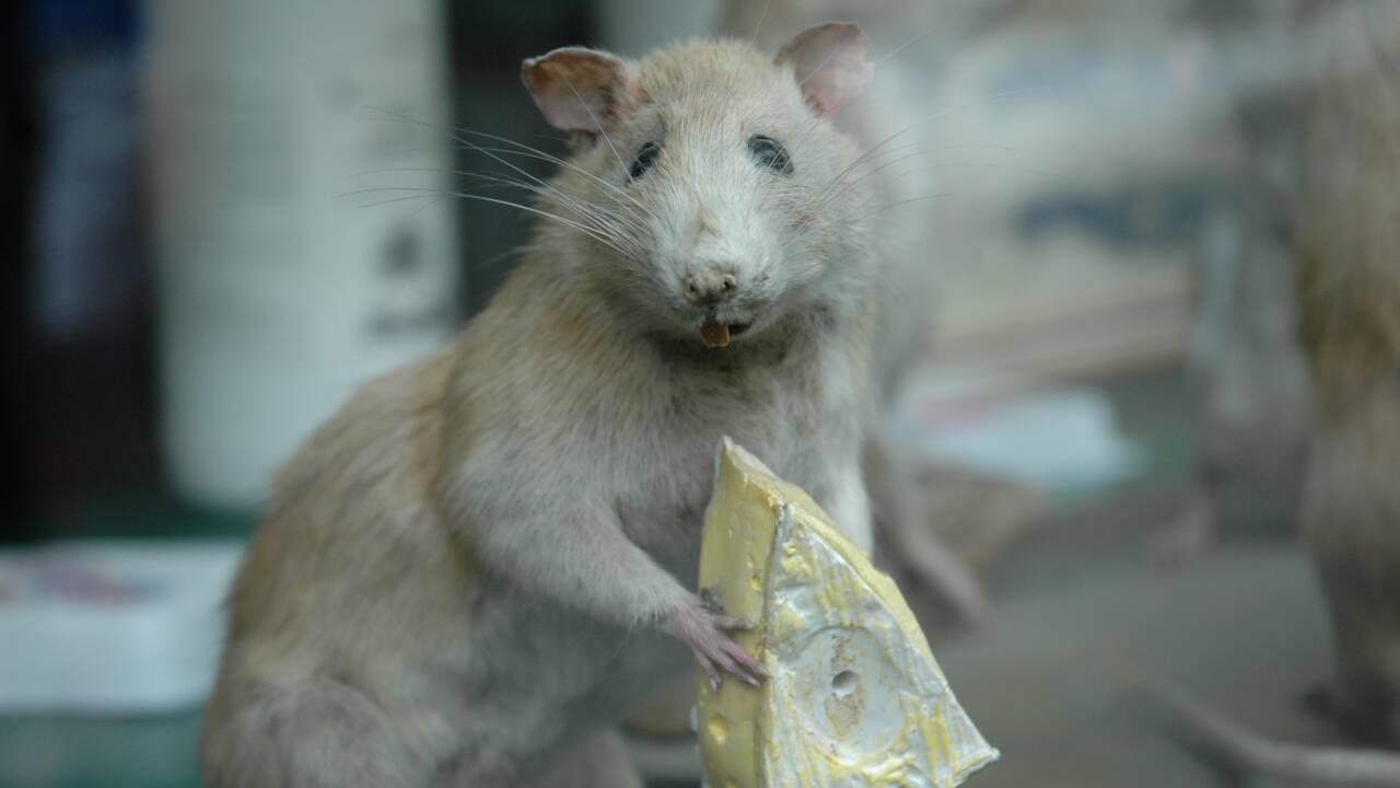 L'additif alimentaire E171 responsable de lésions pré-cancéreuses chez le rat