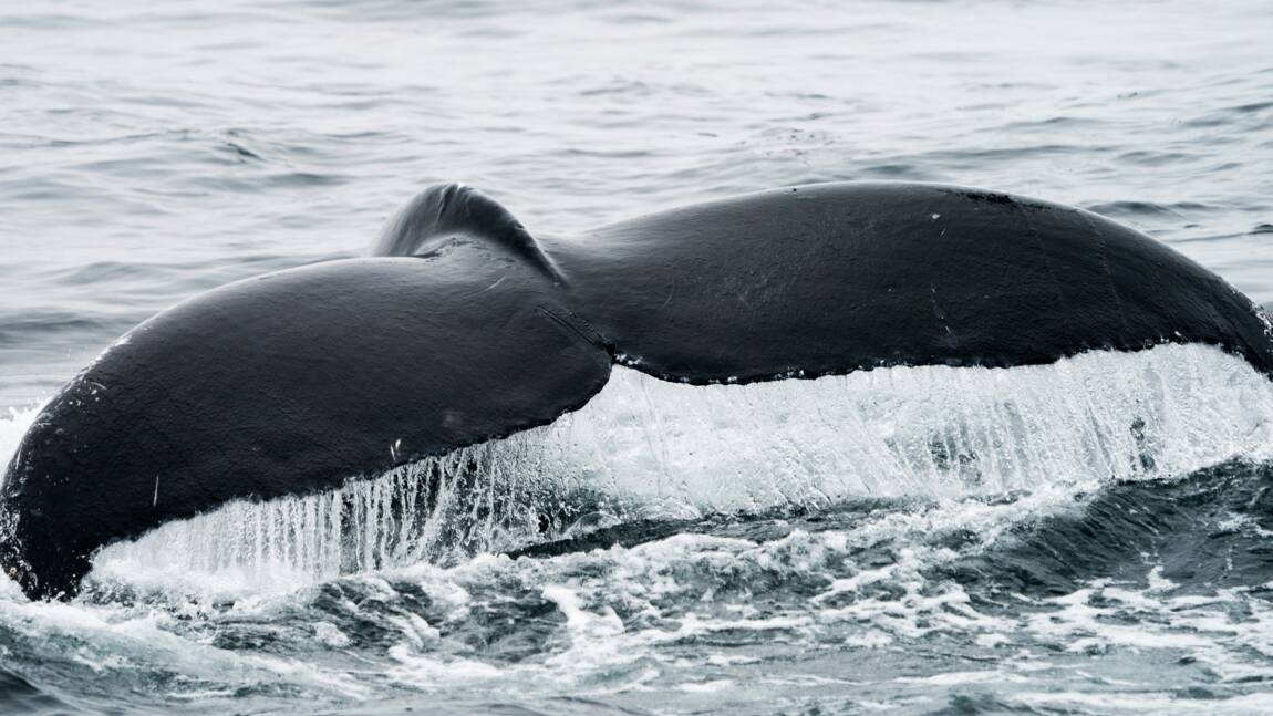 Chasse à la baleine: l'Australie opposée à tout assouplissement du moratoire