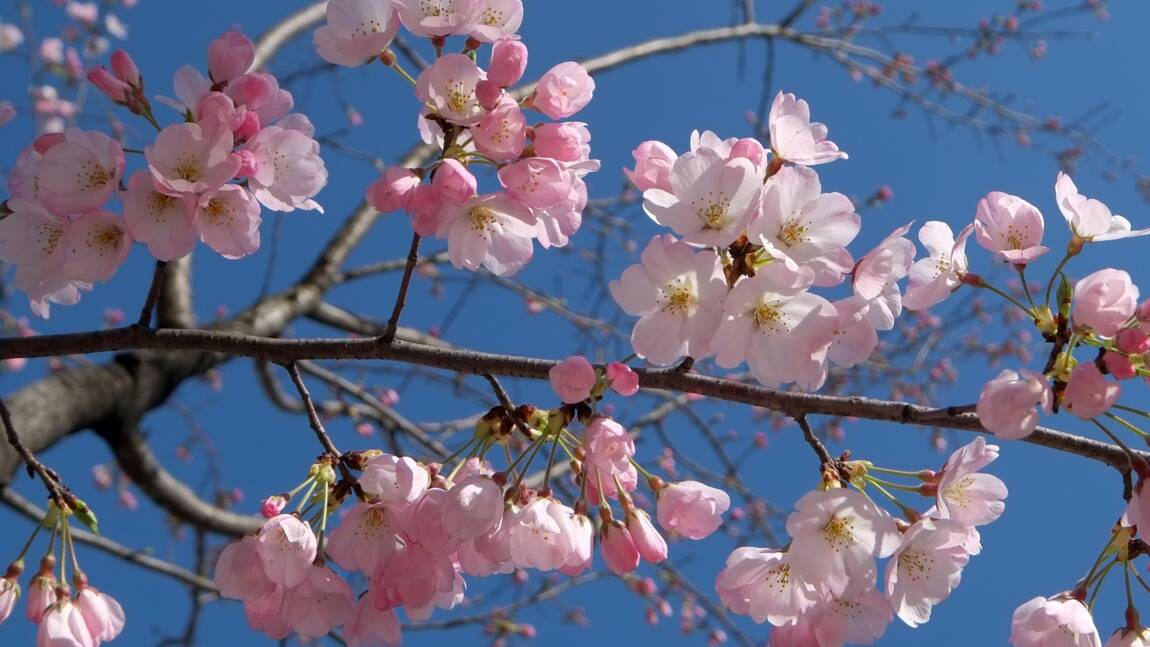 A Tokyo, des cerisiers en fleurs sonnent l'arrivée du printemps