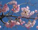 A Tokyo, des cerisiers en fleurs sonnent l'arrivée du printemps