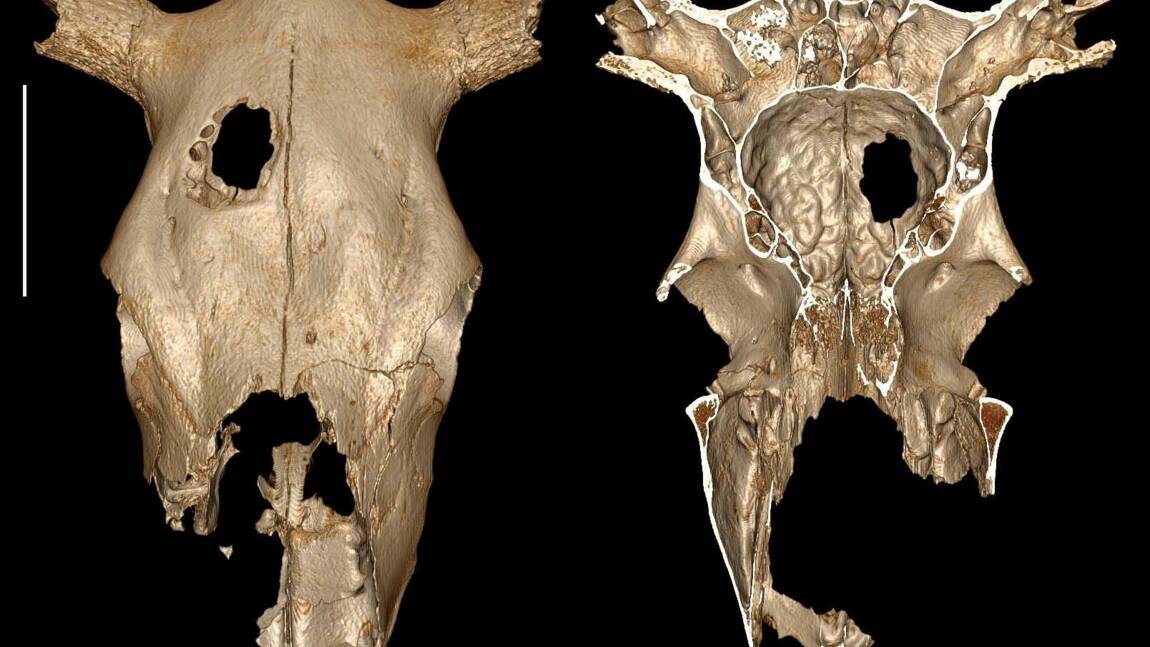 Un bovin trépané par l'homme il y a plus de 5000 ans