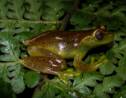 Une nouvelle espèce de grenouille découverte à la frontière Venezuela-Colombie