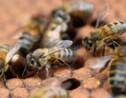 Néonicotinoïdes interdits : les abeilles ne sont pas sauvées pour autant