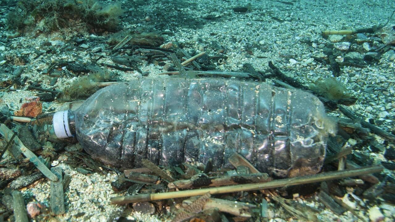 Les débris de plastique en mer confondus avec de la nourriture à cause de leur odeur