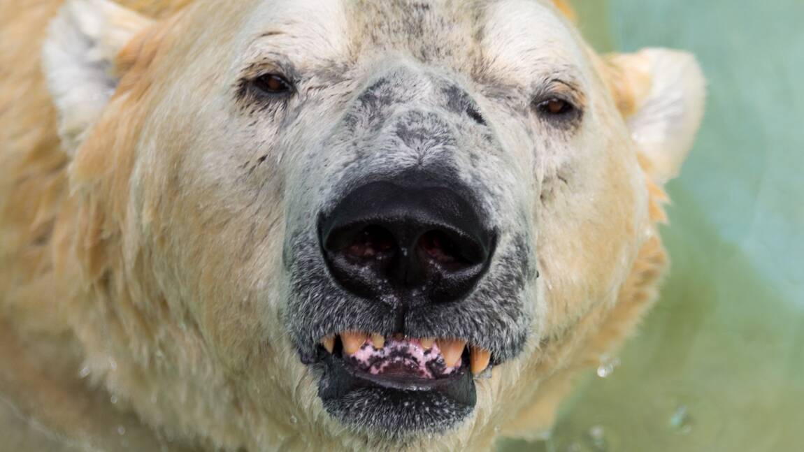 Inuka, premier ours polaire né sous les tropiques, euthanasié