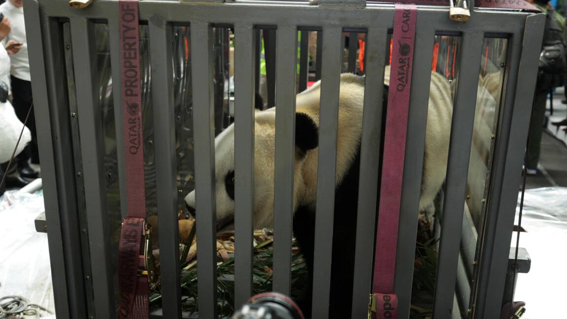 Deux pandas géants chinois envoyés en Indonésie