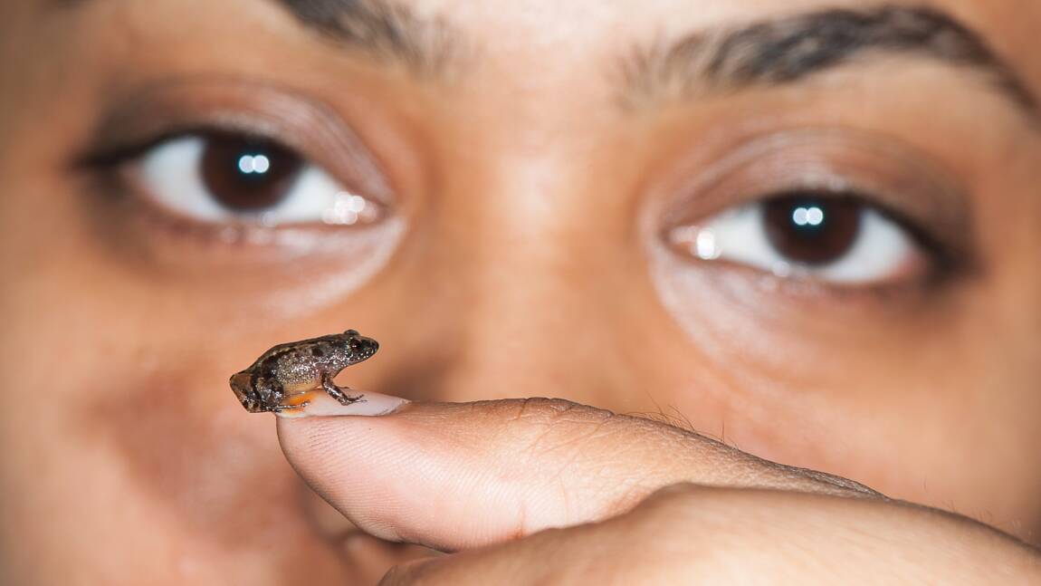 De nouvelles grenouilles miniatures découvertes en Inde