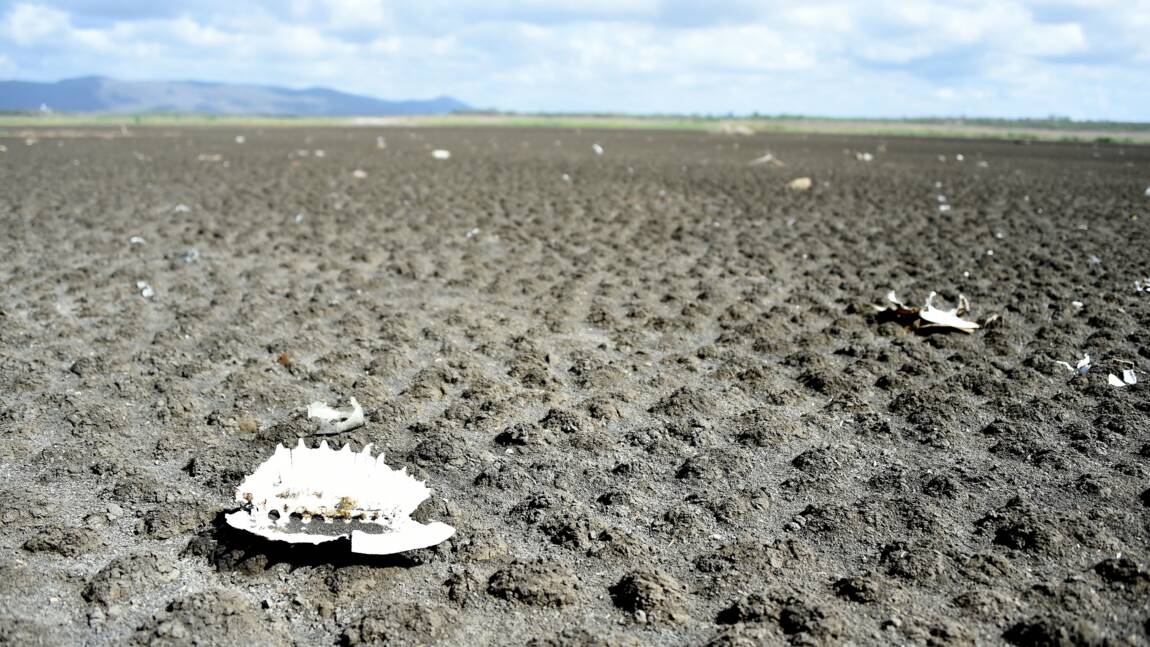Brésil: quand un lac artificiel devient un cimetière de tortues