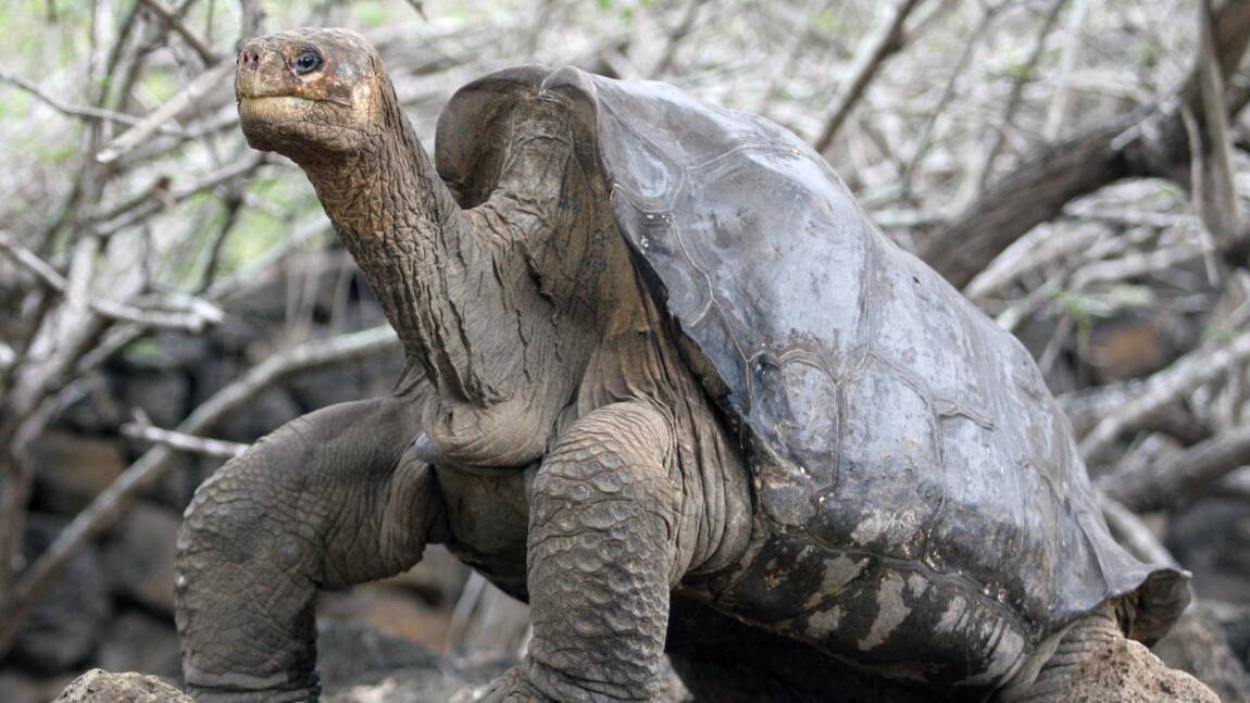 Equateur: retour aux Galapagos de la tortue George, empaillée