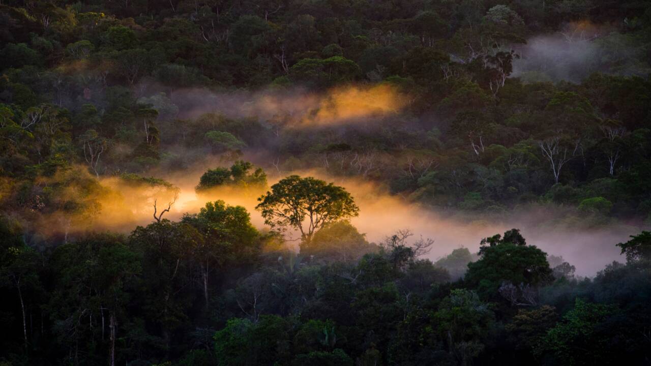 La déforestation en Colombie a augmenté de 44% en 2016