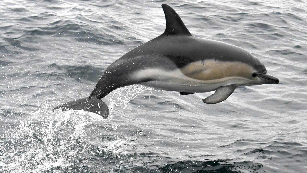 Prises accidentelles de dauphins: les pêcheurs bretons contre une interdiction de pêche