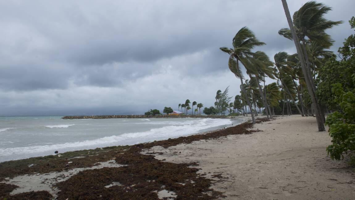 Les sargasses coupent du monde deux îles de l'archipel de Guadeloupe