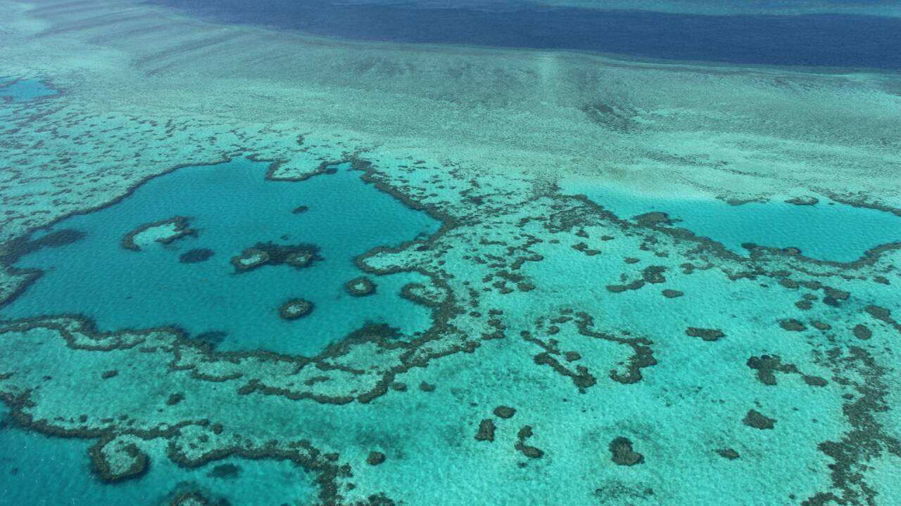Pour l'Unesco, la grande barrière de corail n'est pas en péril