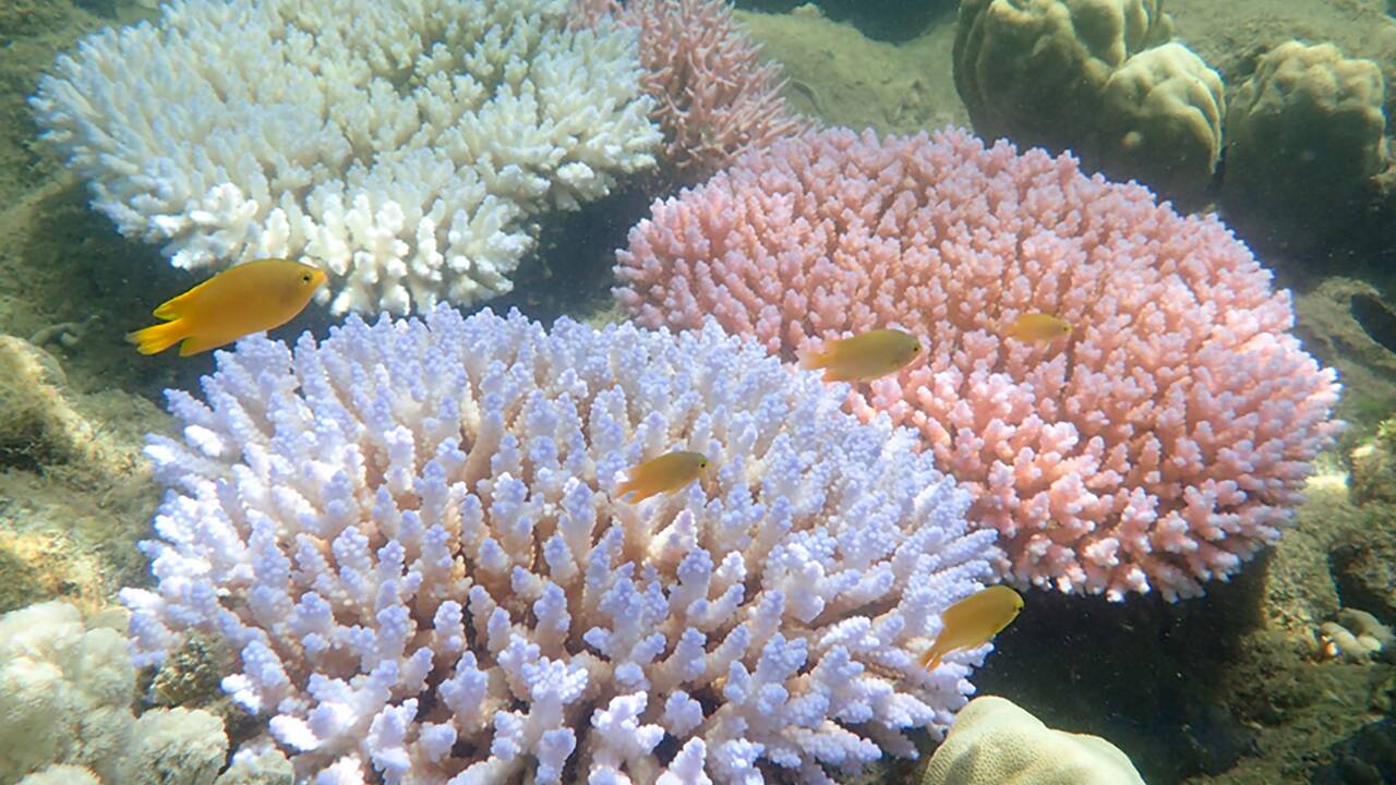 En Australie, hécatombe "catastrophique" de coraux dans la Grande barrière