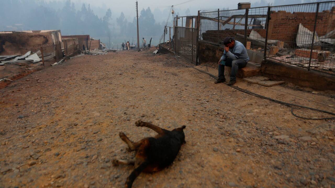 Des feux de forêt ravagent le Chili