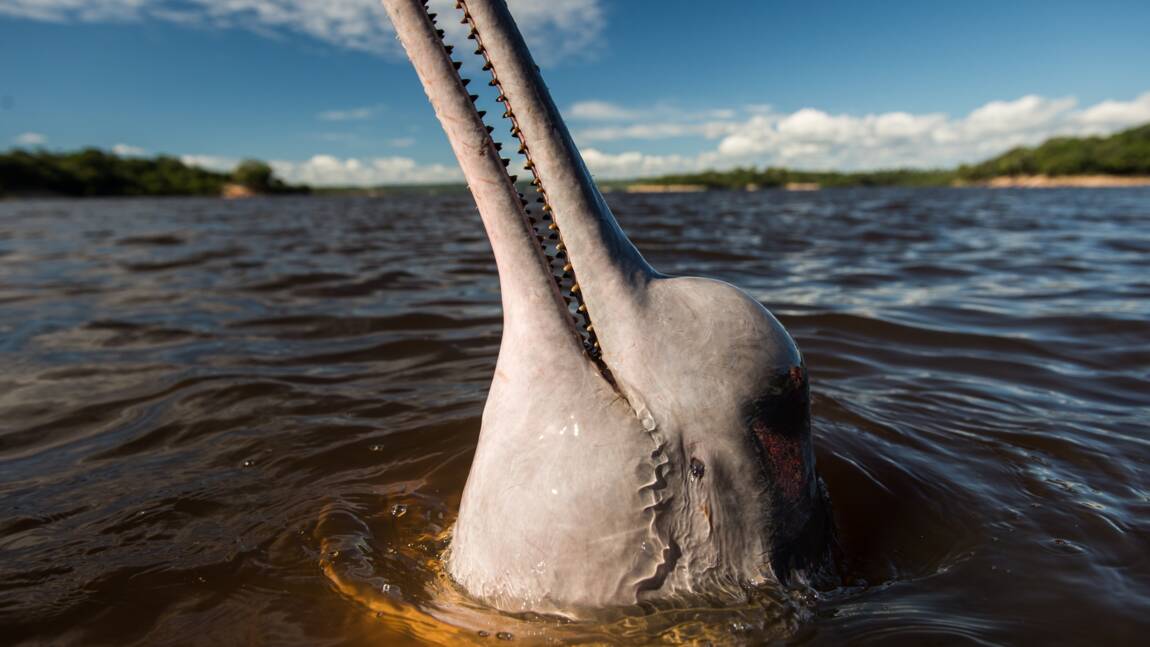 Disparition rapide des dauphins d'eau douce d'Amazonie (étude)