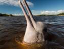 Disparition rapide des dauphins d'eau douce d'Amazonie (étude)