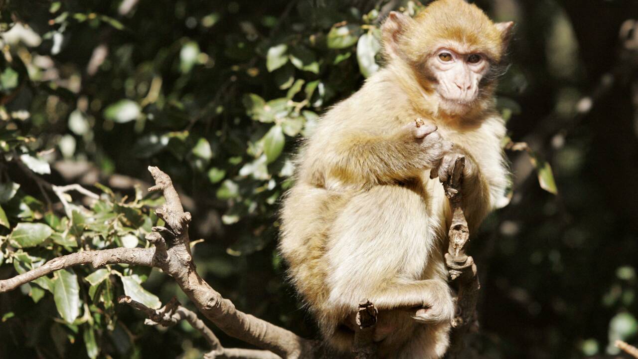Landes: 150 macaques euthanasiés après la fermeture d'un parc animalier