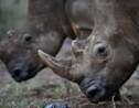 Afrique du Sud: début de la première vente aux enchères en ligne de cornes de rhinocéros