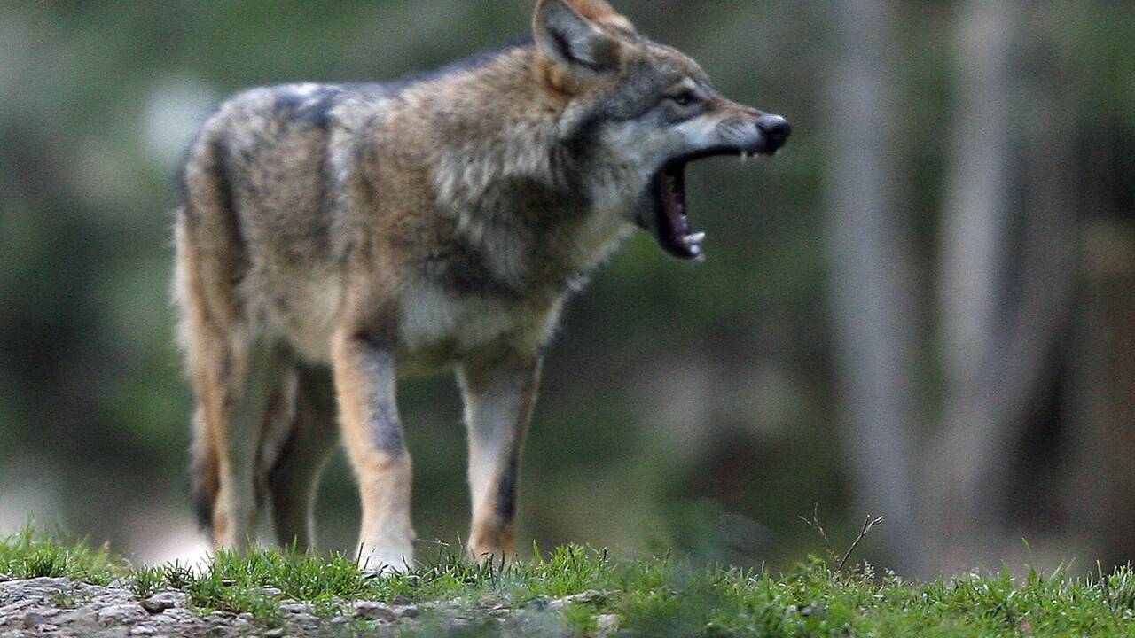 Un loup balte identifié en Lozère