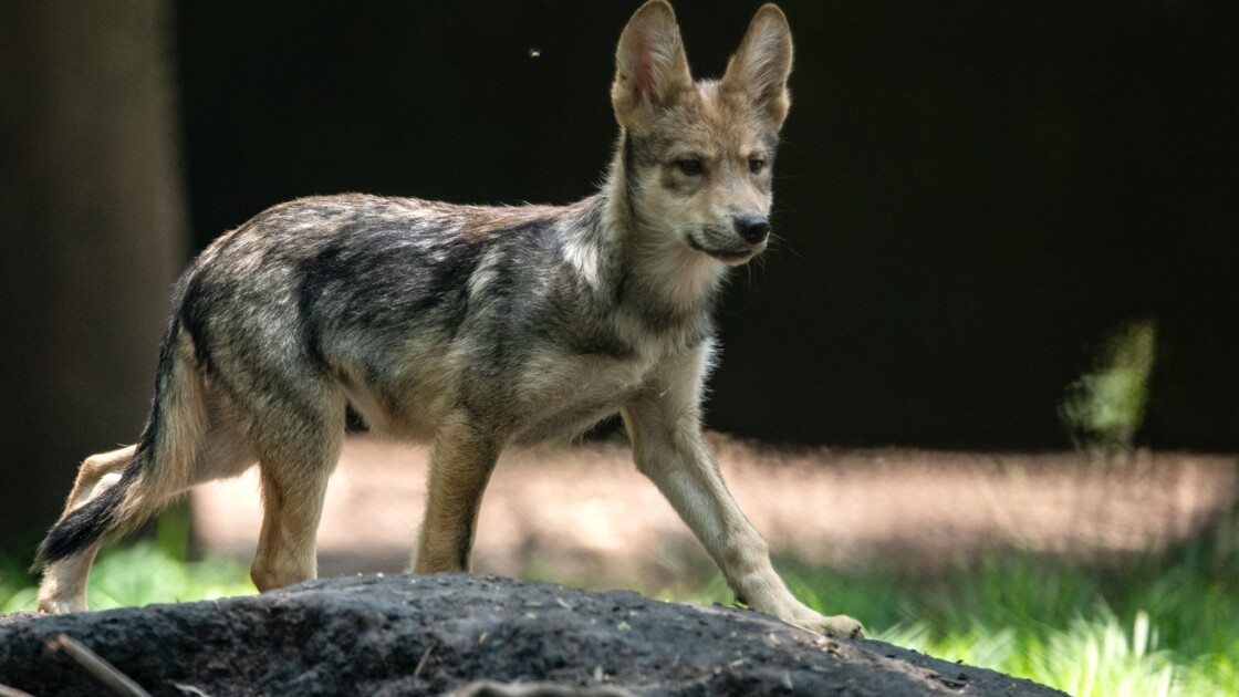 Présence Dun Loup Hybride Dans Les Pyrénées Atlantiques