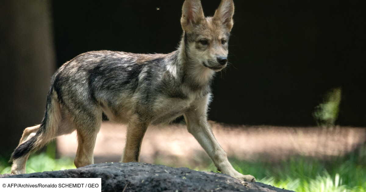 Presence D Un Loup Hybride Dans Les Pyrenees Atlantiques Geo Fr Presence D Un Loup Hybride Dans Les Pyrenees Atlantiques Geo Fr