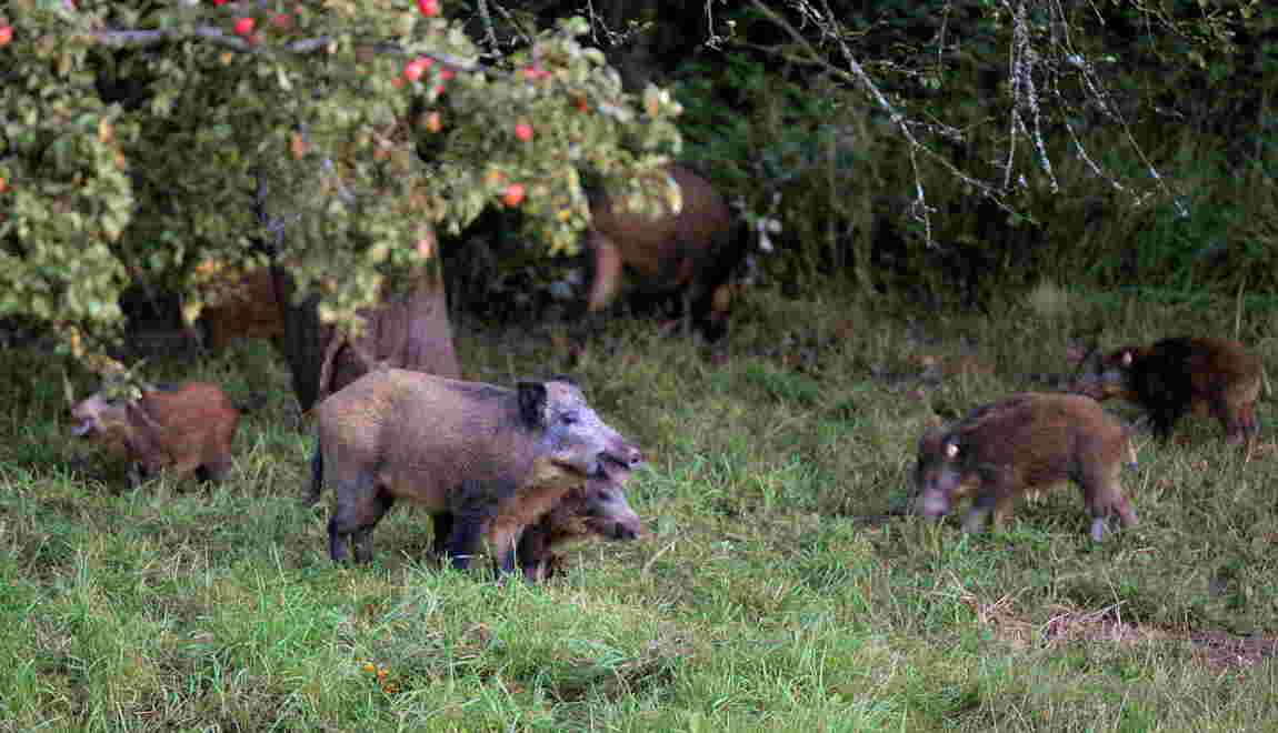 Les Sangliers Pomme De Discorde Entre Agriculteurs Et - 