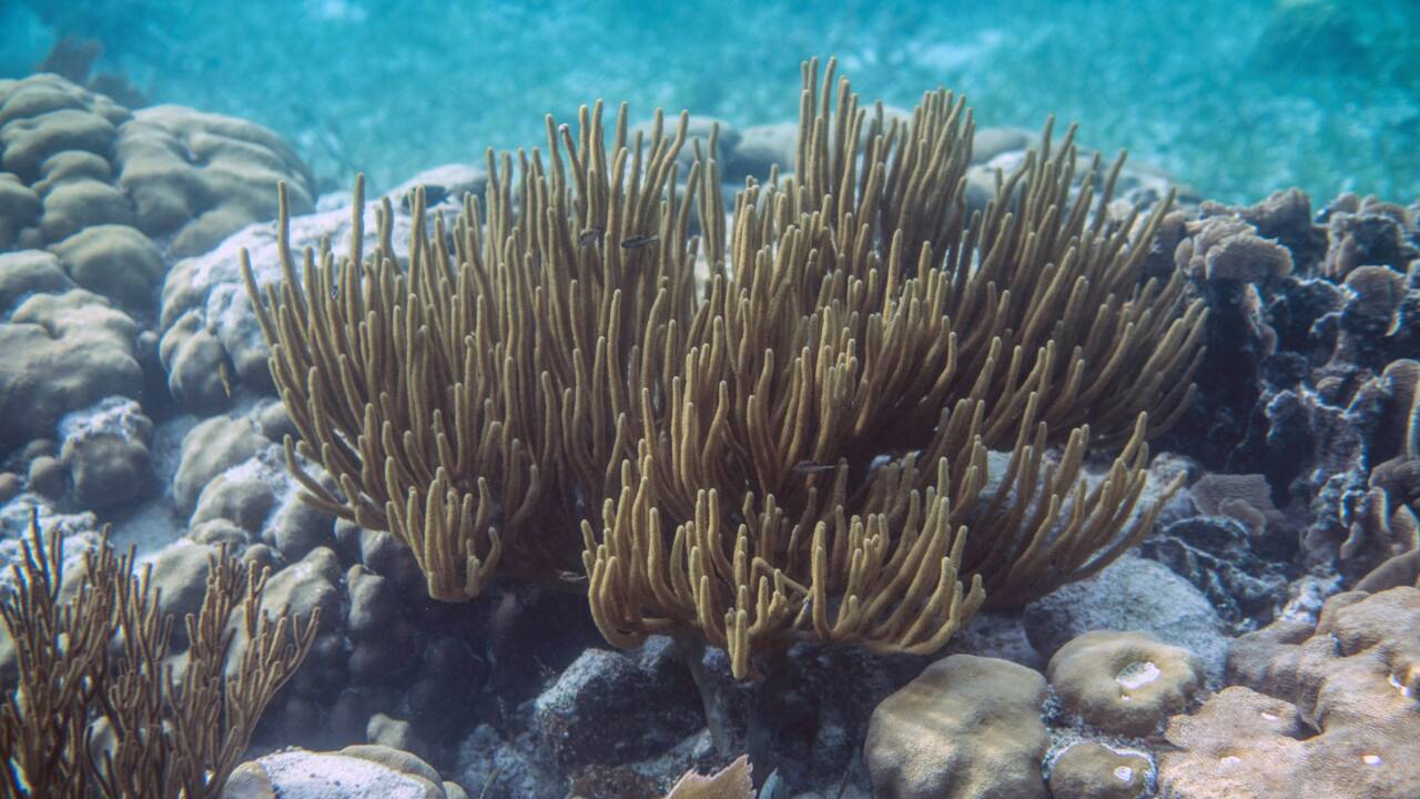 Le récif corallien de Belize retiré de la liste du patrimoine en danger