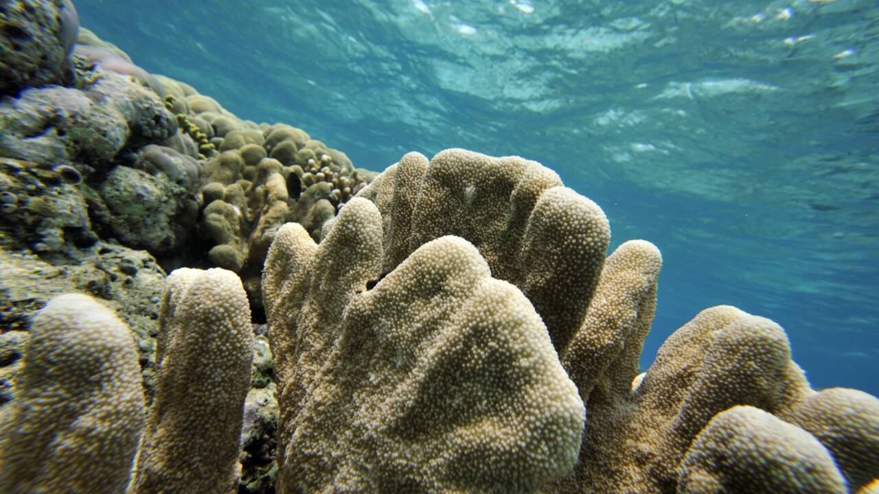 La France veut protéger les coraux des produits chimiques toxiques