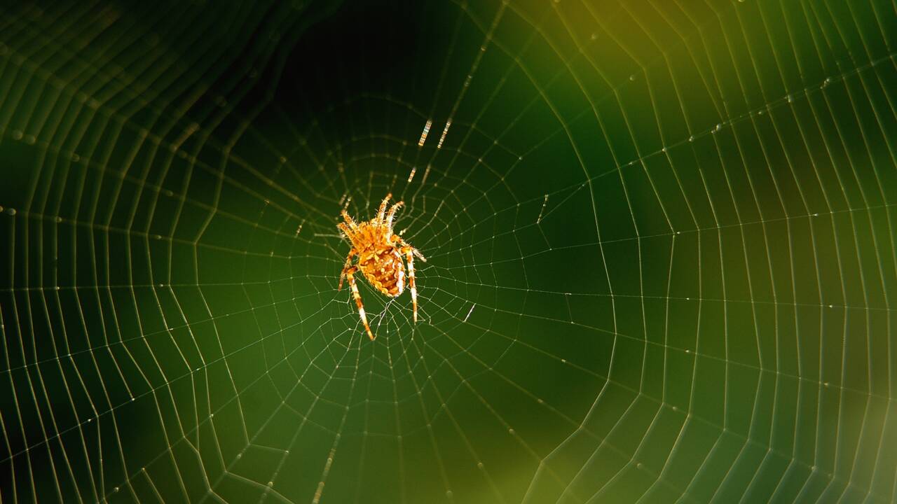 De la soie d'araignée à l'infini, un rêve beintôt réalité?