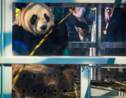 Pays-Bas: engouement pour deux pandas géants venus de Chine