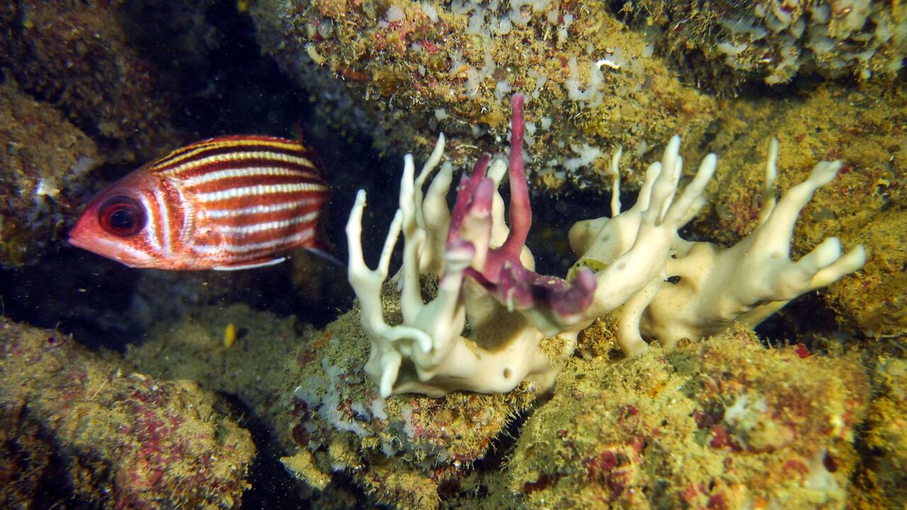 Australie : les coraux les plus au sud du globe touchés par le blanchissement