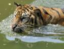 Les tigres menacés par le boom de la construction en Asie