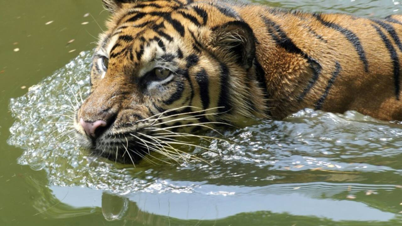 Les tigres menacés par le boom de la construction en Asie
