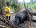 Indonésie: une éléphante qui attendait un petit meurt empoisonnée