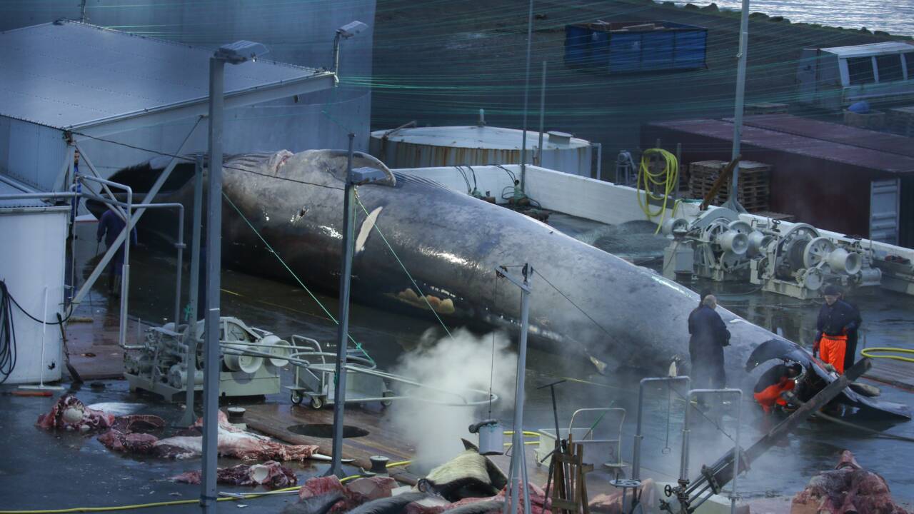 Pas de baleine bleue : le cétacé harponné en Islande était un hybride