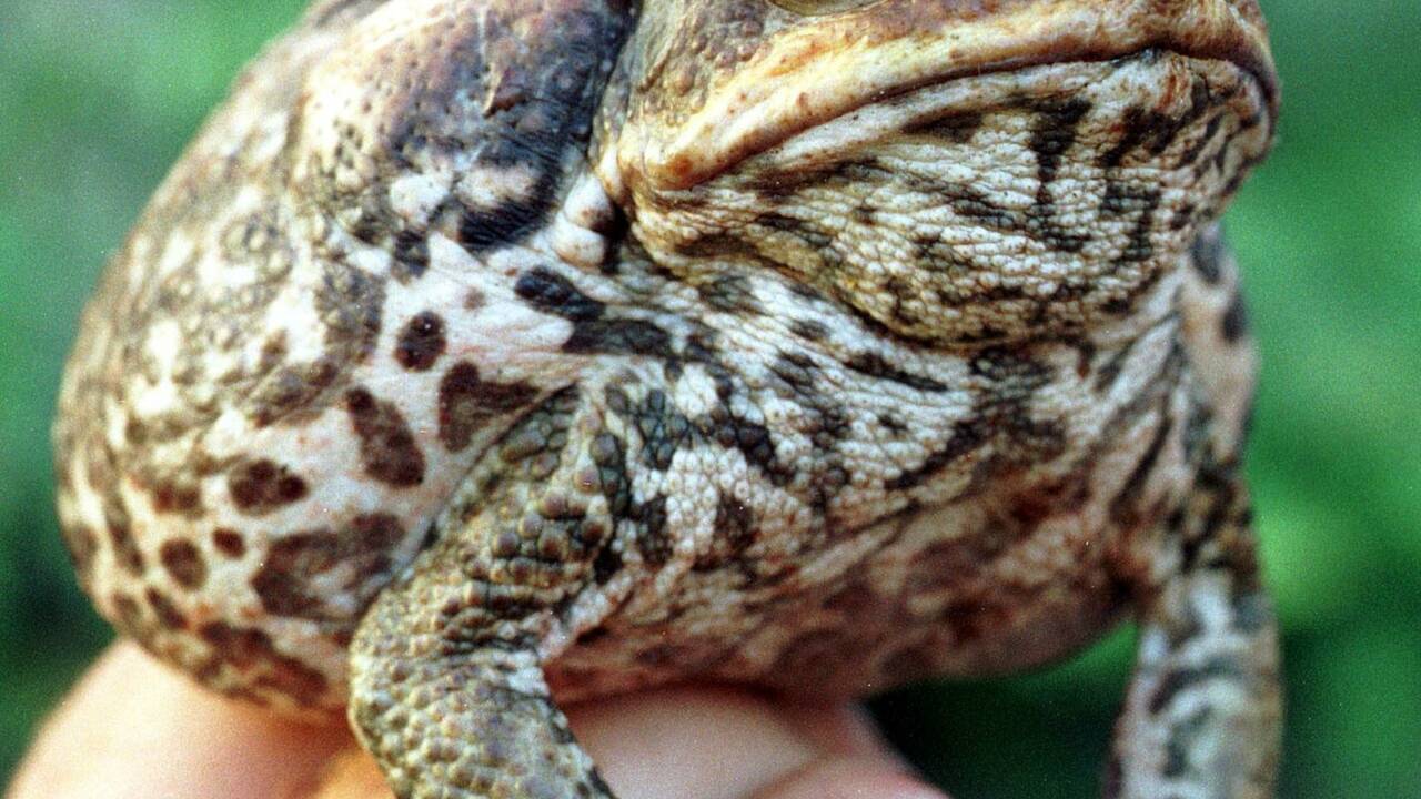 En Australie, 7% des reptiles sont menacés d'extinction