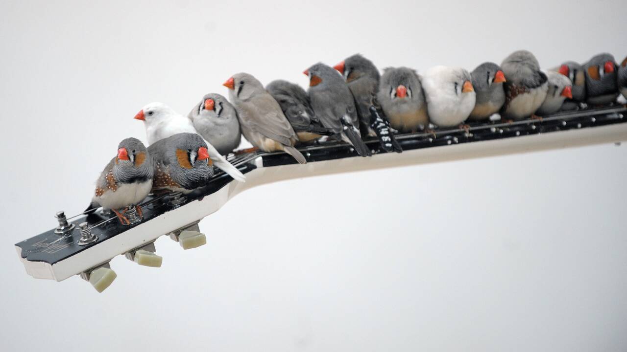 Il Fait Chaud Dehors Bebe Pourquoi Des Oiseaux Chantent A Leurs Oeufs Geo Fr