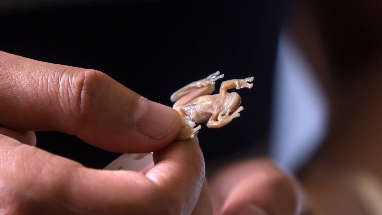 Equateur: une grenouille de verre méconnue dans son bocal de formol
