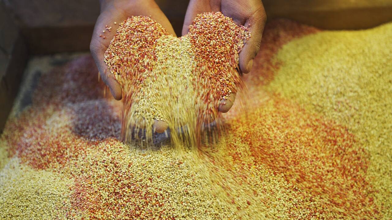 Le génome du quinoa décrypté, sa culture devrait être facilitée