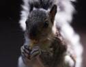 Royaume-Uni: les écureuils gris dans le collimateur du gouvernement