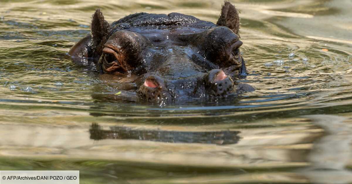 Le Niger Cree Un Sanctuaire D Hippopotames Geo Fr