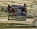 Le Niger crée un sanctuaire d'hippopotames