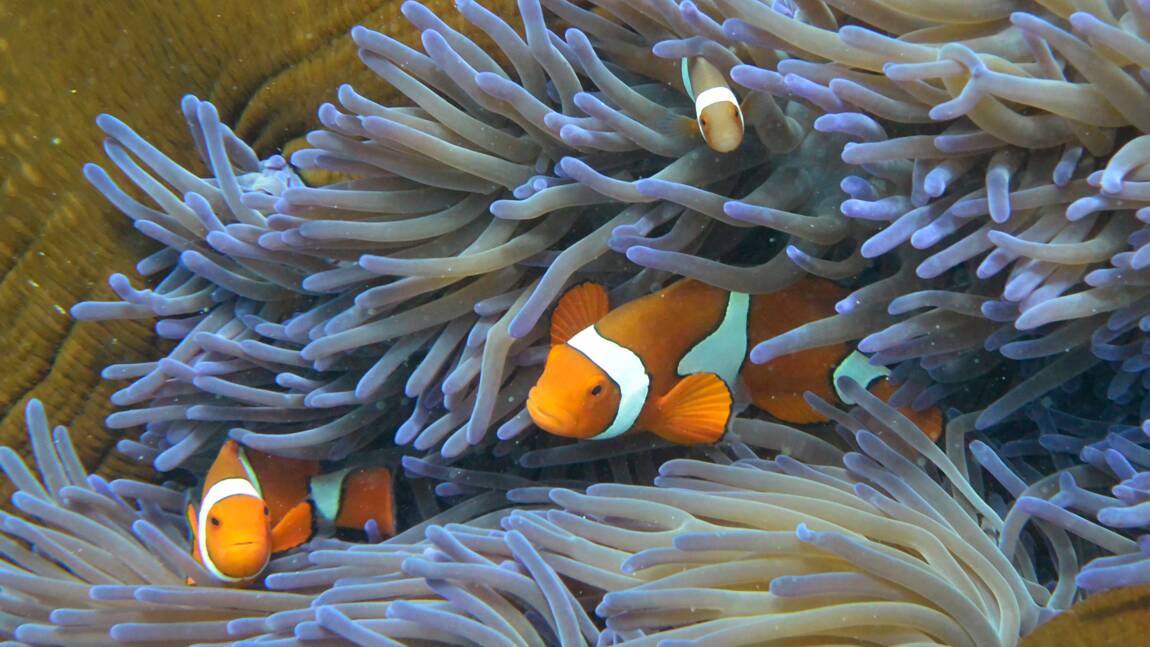 Le Japon surveille ses coraux en raison de soupçons de braconnage chinois