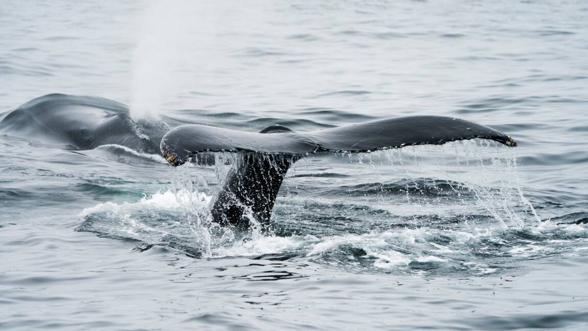 Le Japon souhaite reprendre la chasse commerciale à la baleine