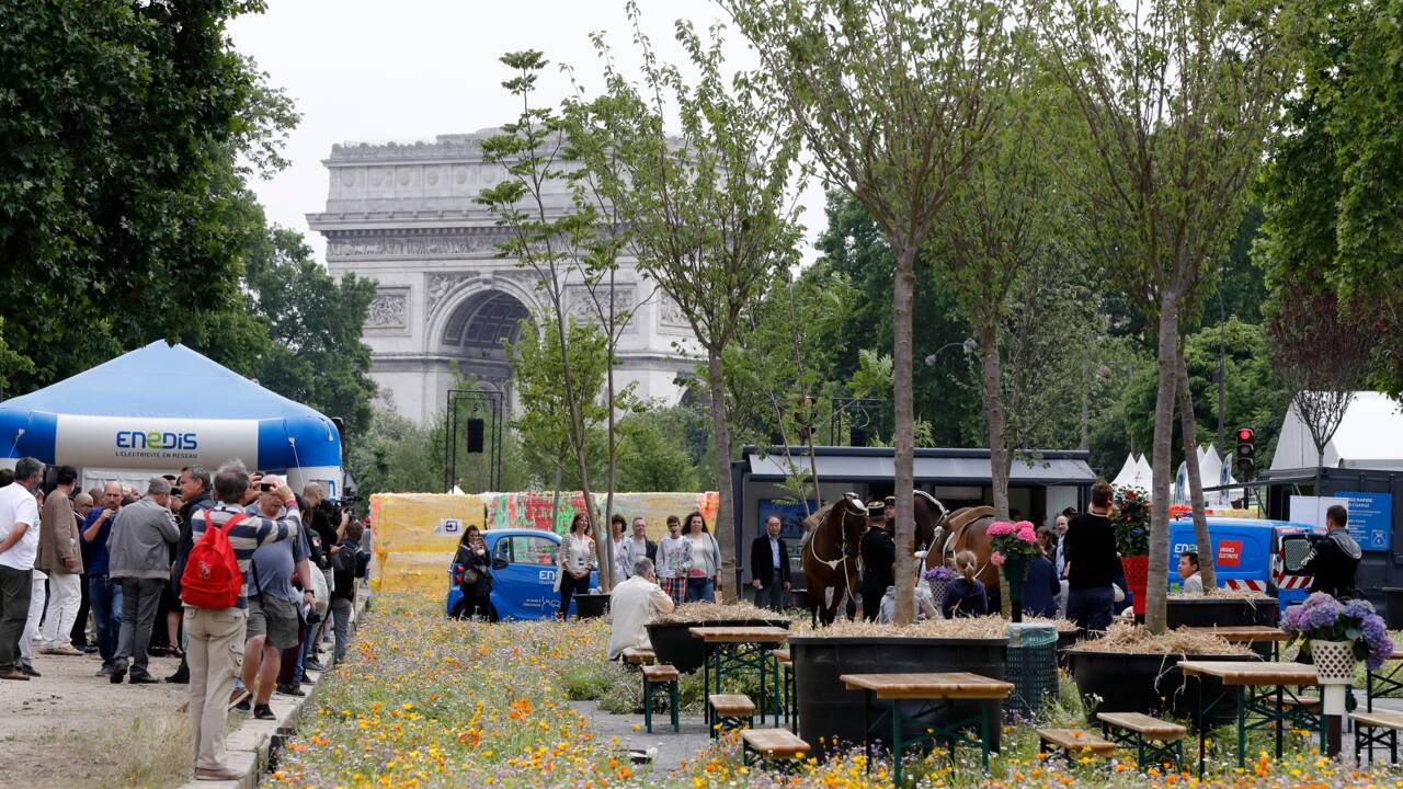 Biodiversité: des vaches au centre de Paris en juin