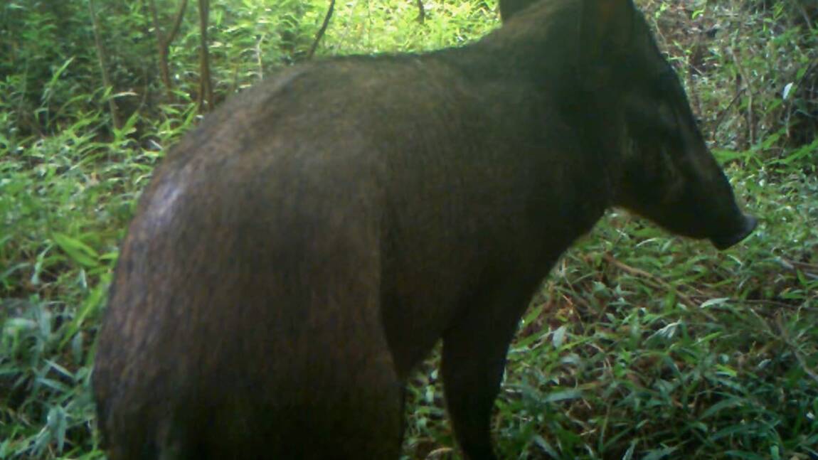 "Le cochon le plus laid au monde" aperçu en Indonésie